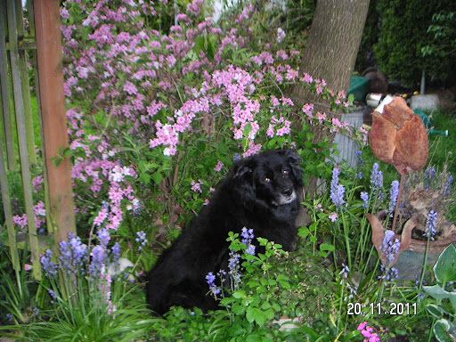 Pet Store «Natural Pet Food Solutions», reviews and photos, 7639 SE Milwaukie Ave, Portland, OR 97202, USA