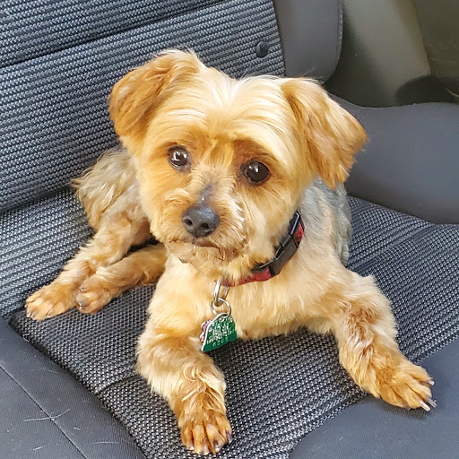 Pet Supply Store «PetSmart», reviews and photos, 860 Cobb Pl Blvd NW, Kennesaw, GA 30144, USA