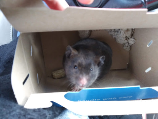 Pet Supply Store «Petco Animal Supplies», reviews and photos, 1320 E Lincoln Way p101, Sparks, NV 89434, USA