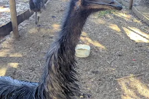 Criadero de aves exoticas Zoopinto image