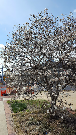Grocery Store «Bravo Supermarkets», reviews and photos, 228 Penn St, Reading, PA 19602, USA