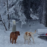 Photo n°2 de l'avis de Sonja.b fait le 17/12/2022 à 22:37 sur le  Mitterfirmiansreut à Philippsreut