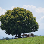 Photo n°2 de l'avis de Bernhard.i fait le 24/07/2022 à 20:28 sur le  Biberger-Alm à Tuntenhausen