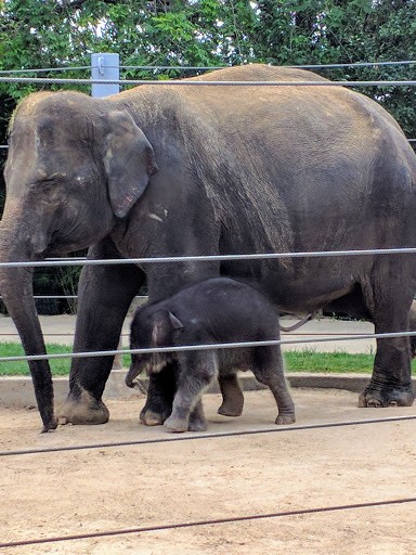 Zoo «Houston Zoo - West Gate», reviews and photos, 1467 Cambridge St, Houston, TX 77030, USA