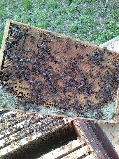 Včelí farma - Tomáš Kelemen