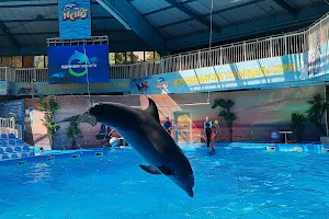 Dolphinarium Nemo image