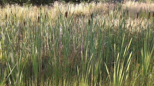 Park «Evelyn M. Schiffler Memorial Park», reviews and photos, SW Erickson Ave, Beaverton, OR 97005, USA