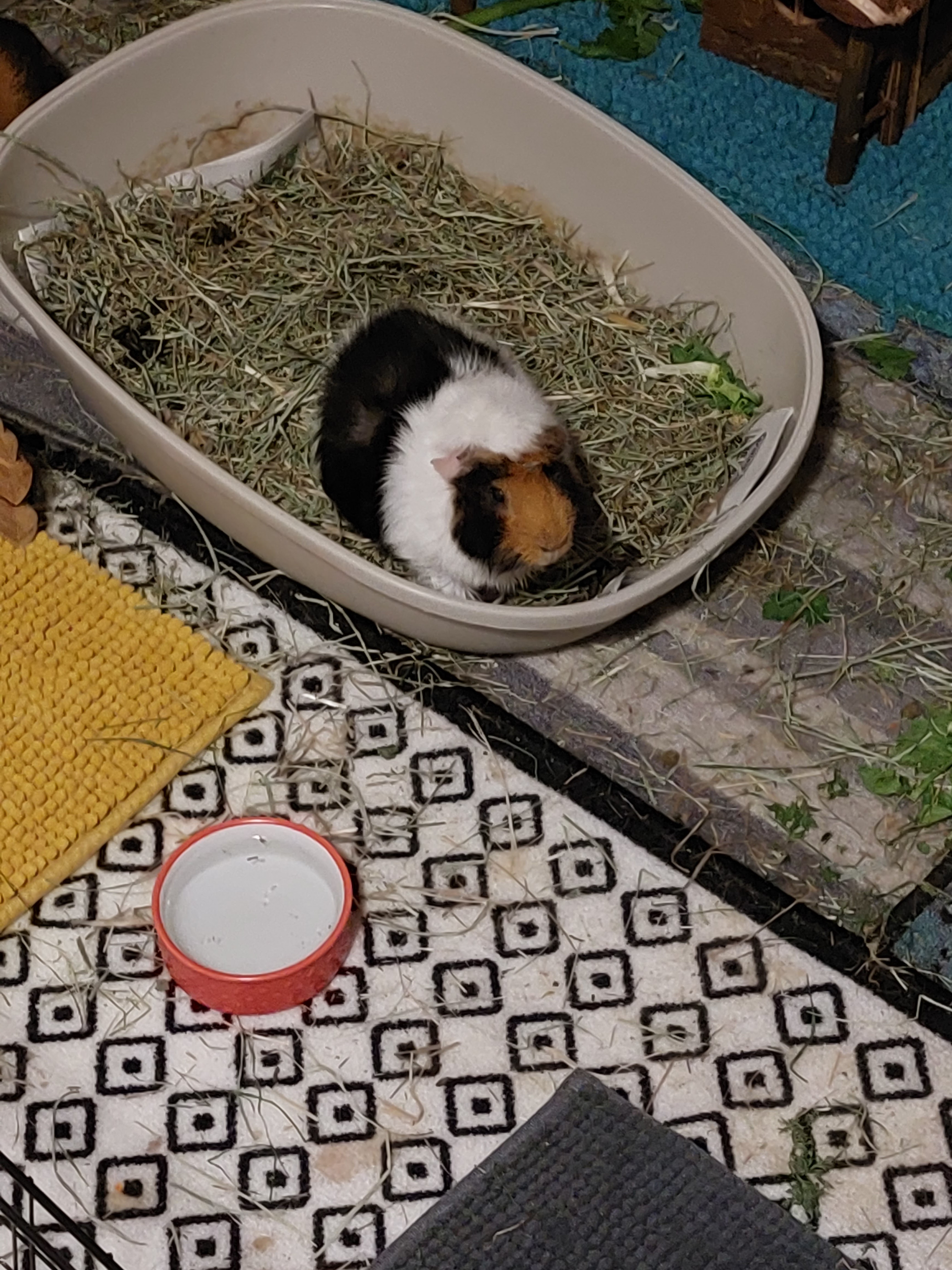 Photo n° 1 de l'avis de MONFORT.d fait le 13/08/2020 à 12:27