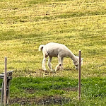 Photo n°10 de l'avis de Pressecop24com. fait le 26/09/2022 à 19:01 sur le  Albergo Alpenrose à Vöran
