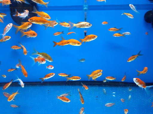 Pet Supply Store «Petco Animal Supplies», reviews and photos, 1337 N National Rd, Columbus, IN 47201, USA