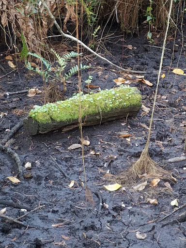 Nature Preserve «Tall Cypress Natural Area», reviews and photos, 3700 Turtle Run Blvd, Coral Springs, FL 33065, USA