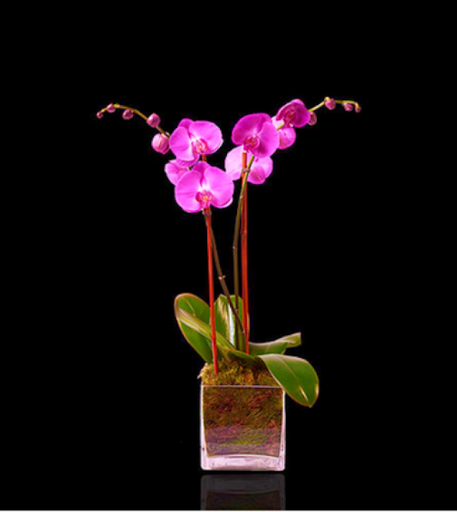 Florist «Pistils & Petals», reviews and photos, 1060 Alton Rd, Miami Beach, FL 33139, USA