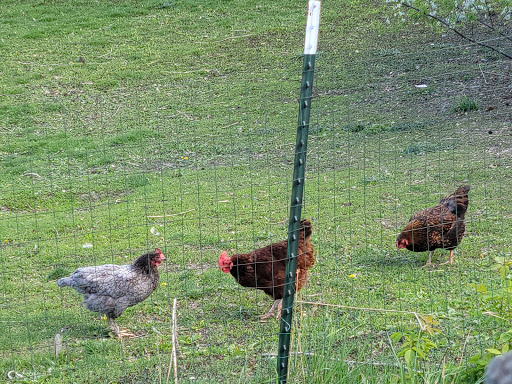 Garden Center «Gregor Farm & Greenhouse Inc», reviews and photos, 2592 Holy Name Dr, Wayzata, MN 55391, USA