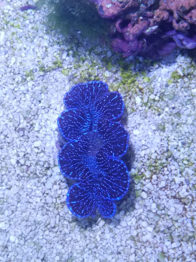 Aquarium «FJW AQUARIUM», reviews and photos, 3839 Mangum Rd, Houston, TX 77092, USA