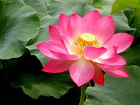 Healthy Living Acupuncture, Amanda Lewis, L.Ac. - Photo 7 - Car repair in Vestal, NY, Binghamton