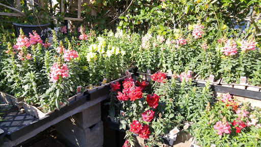 Grocery Store «Diamond Fresh Farmers Market», reviews and photos, 21168 Golden Springs Dr, Walnut, CA 91789, USA