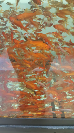 Pet Supply Store «Petco Animal Supplies», reviews and photos, 8164 Mall Pkwy, Lithonia, GA 30038, USA