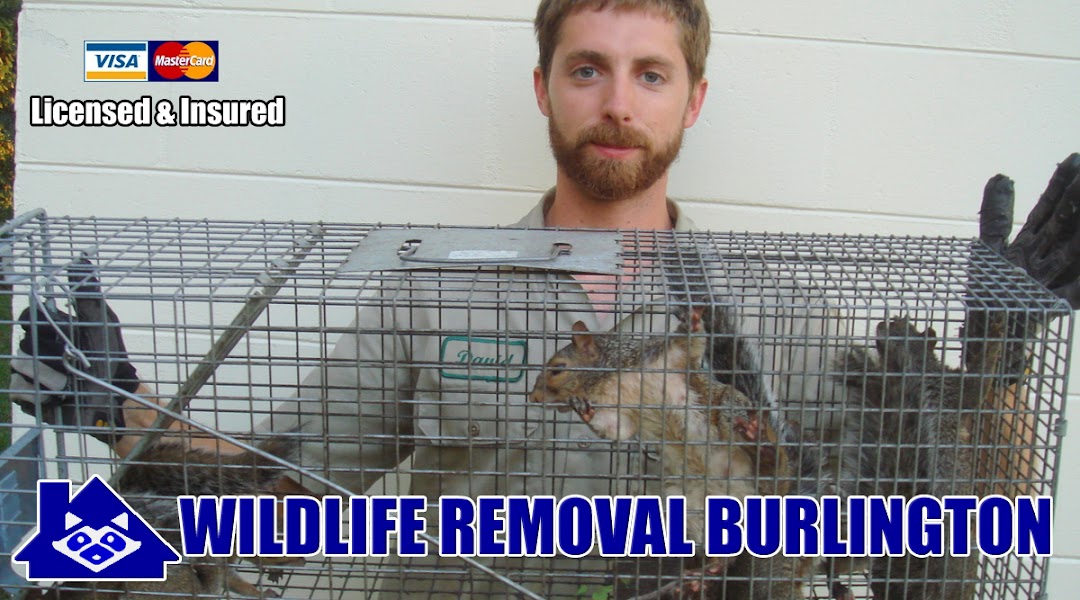 Professional Wildlife Removal Burlington