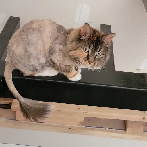 Aj's Furry Friends Mobile Pet Grooming 14 Narcissus Ct, North