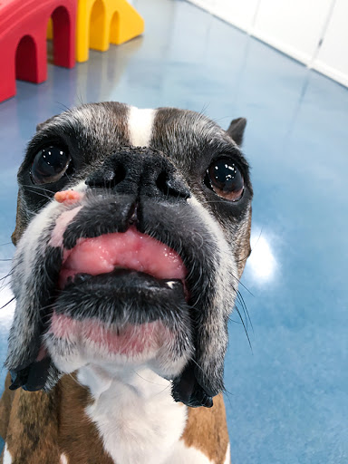 24 Hour Dog Daycare image