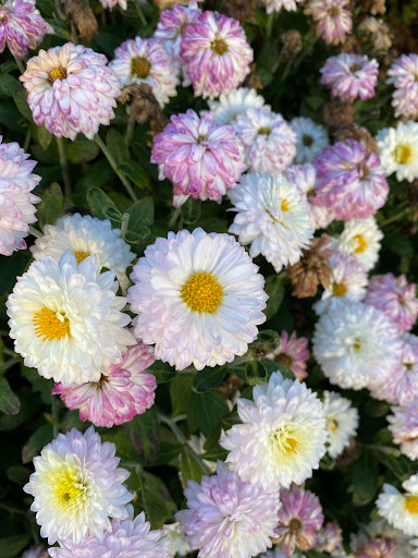 Shopping Mall «Glen Oaks Shopping Center», reviews and photos, 255th St, Glen Oaks, NY 11004, USA