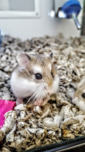 Pet Supply Store «Petco Animal Supplies», reviews and photos, 825 Brevard Rd, Asheville, NC 28806, USA