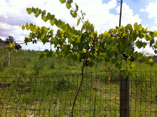 Winery «Hutchinson Farm Winery, LLC», reviews and photos, 8061 Stone Rd, Apopka, FL 32703, USA