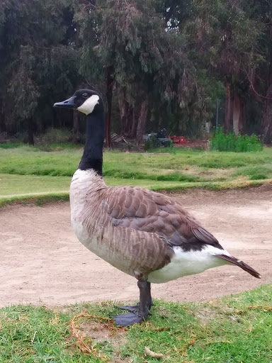 Golf Course «Sinaloa Golf Course», reviews and photos, 980 Madera Rd, Simi Valley, CA 93065, USA