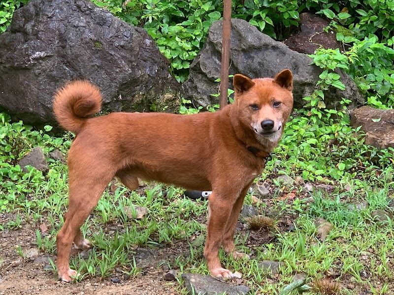 美濃柴犬の里