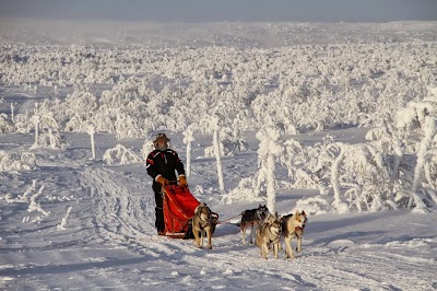 Photos of Hetta Huskies