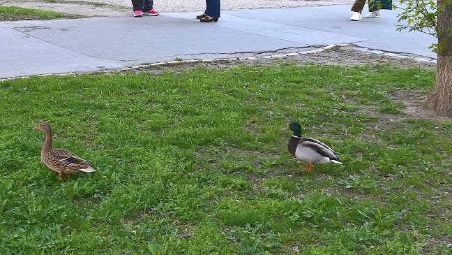 Budapest, Gyűrű u. 3, 1039 Magyarország