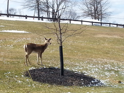Dog Park «Thomas Bull Memorial Park», reviews and photos, 211 New York 416, Montgomery, NY 12549, USA
