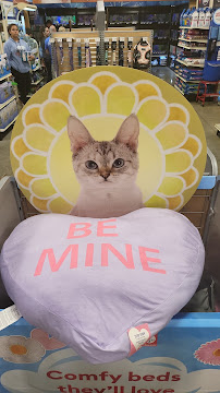 PetSmart - Photo 7 - Car repair in Melbourne, FL, Palm Bay