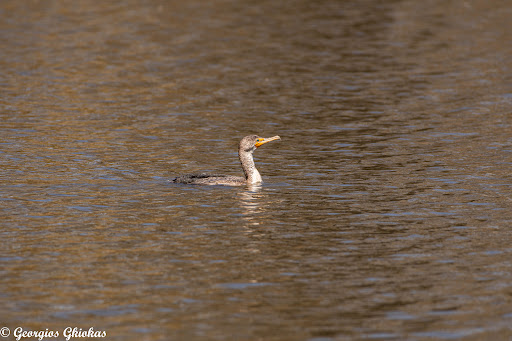 Golf Course «Van Cortlandt Park Golf Course», reviews and photos, 115 Van Cortlandt Park S, Bronx, NY 10471, USA