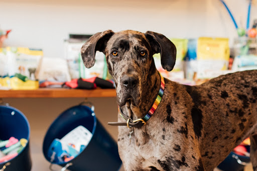 Pet Supply Store «Cole Valley Pets», reviews and photos, 910 Cole St, San Francisco, CA 94117, USA