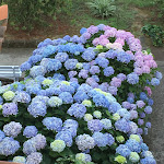 Photo n°9 de l'avis de Luigi.r fait le 08/07/2019 à 09:16 sur le  Hotel delle Palme à Sant'Agata sui Due Golfi