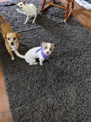 Lincolnton Animal Hospital image