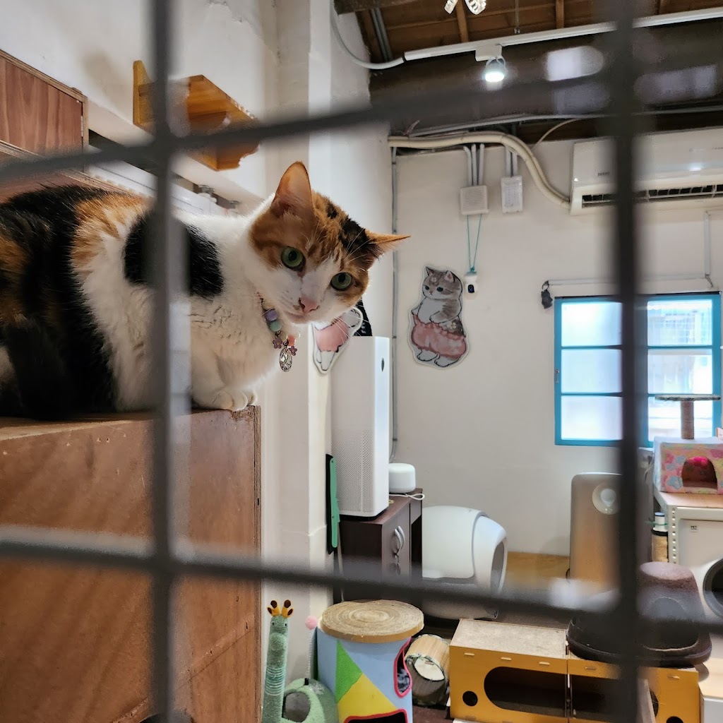 毛來了furry furry寵物餐廳/桃園寵物餐廳/馬祖新村園區/馬祖新村園區寵物餐廳/貓咪咖啡館/貓咪餐廳/中壢寵物餐廳/桃園寵物餐廳推薦/中壢寵物餐廳推薦/中壢餐廳/中壢餐廳推薦/中壢下午茶/客製化寵物鮮食蛋糕/寵物鮮食點心/寵物友善餐廳 的照片