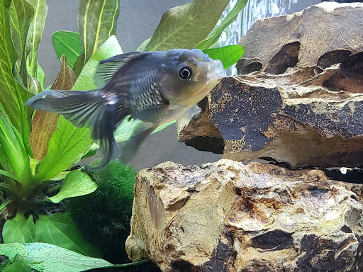 Pet Supply Store «PetSmart», reviews and photos, 11945 Central Ave, Chino, CA 91710, USA