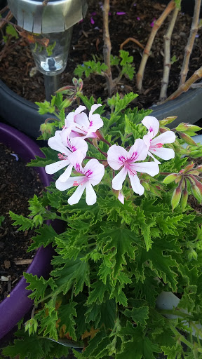 Book Store «Pipe & Thimble Bookstore», reviews and photos, 24830 Narbonne Ave, Lomita, CA 90717, USA