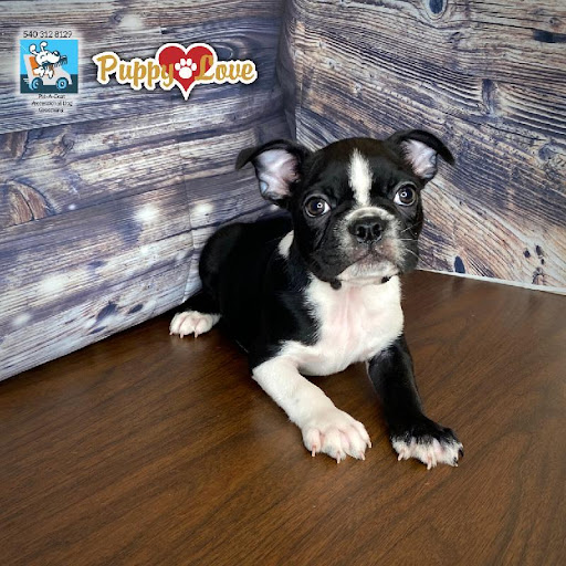 Pet Store «Puppy Love», reviews and photos, 4802 Valley View Blvd NW Uf290, Roanoke, VA 24012, USA