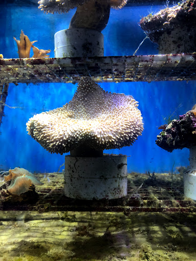 Tropical Fish Store «Aqua Mart Aquariums», reviews and photos, 1620 S Washington Ave, Titusville, FL 32780, USA