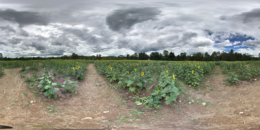 Tourist Attraction «Sussex County Sunflower Maze», reviews and photos, 101 Co Rd 645, Sandyston, NJ 07826, USA