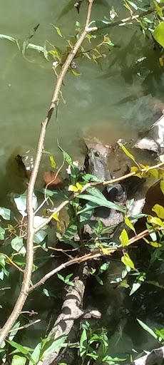 Park «Tukwila Pond Park», reviews and photos, 299 Strander Blvd, Tukwila, WA 98188, USA