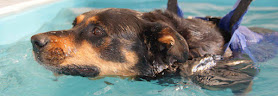 Paws 4 Hydrotherapy
