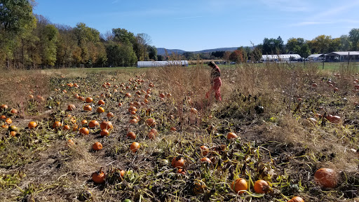 Produce Market «Saunderskill Farms», reviews and photos, 5100 US-209, Accord, NY 12404, USA