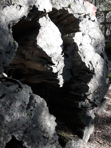 National Forest «Petrified Forest», reviews and photos