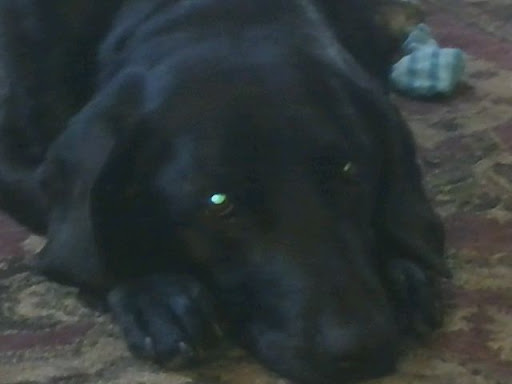 Pet Cemetery «All-Tenn Pet & Horse Cremations», reviews and photos, 2106 Ritter Rd, La Vergne, TN 37086, USA