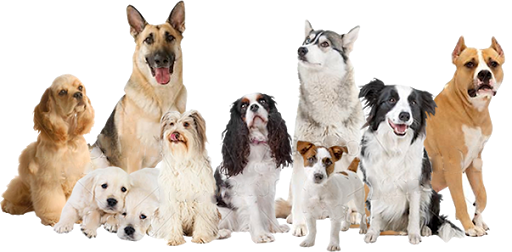 Veterinario En Málaga - Gmc Vet Group en Málaga