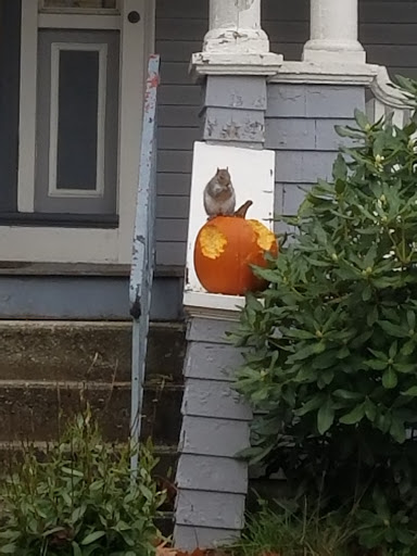 Park «Tyler Park», reviews and photos, 51 Tyler Park, Lowell, MA 01851, USA